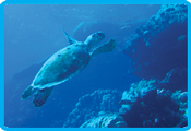 Rocky valley diverscamp - Hawksbill sea Turtle