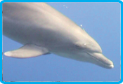Rocky valley diverscamp - Dolphin