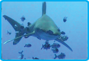 Rocky valley diverscamp - Ocean whitetip shark