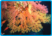 Rocky valley diverscamp - Soft coral
