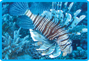 Rocky valley diverscamp - Lion fish